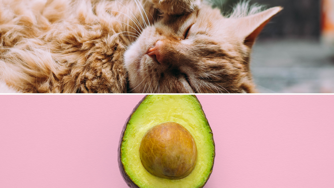 Lebensmittel die für Katzen giftig sind