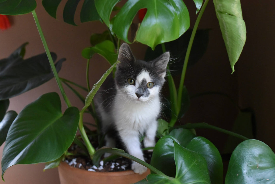 Pflanzen die für Katzen giftig sind
