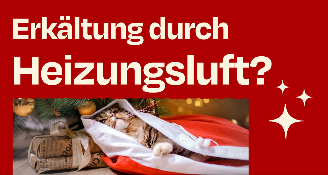 Katze dehydriert durch Heizung? 6 Tipps für die Heizsaison