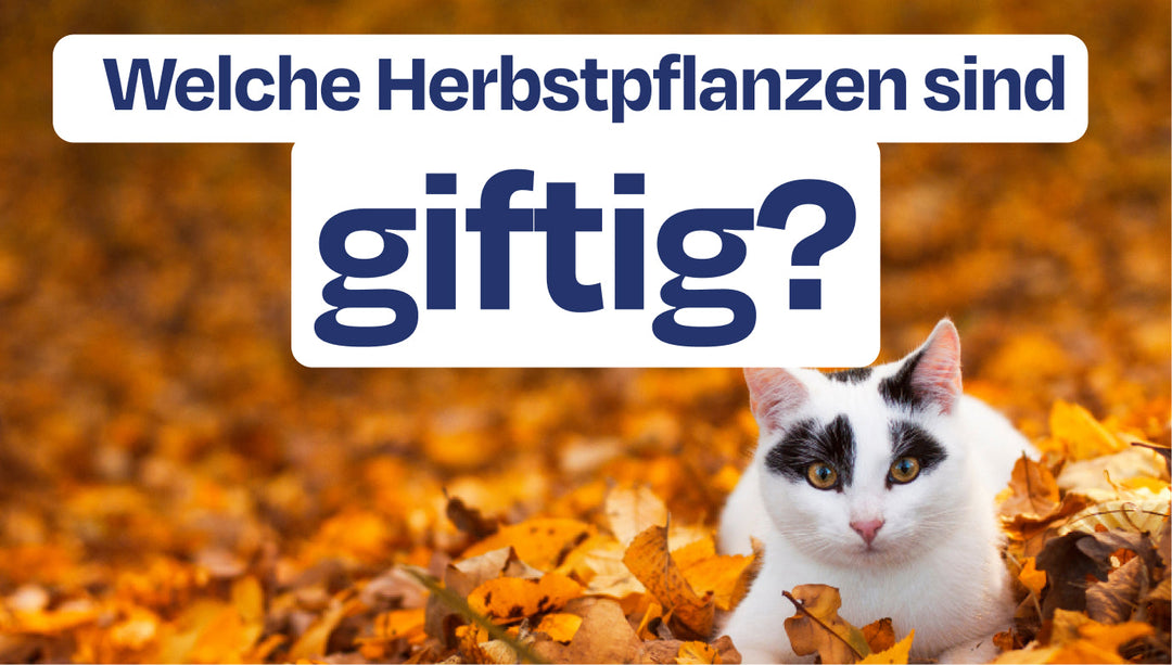 Giftige Herbstpflanzen für Katzen:  Was jetzt wirklich gefährlich wird