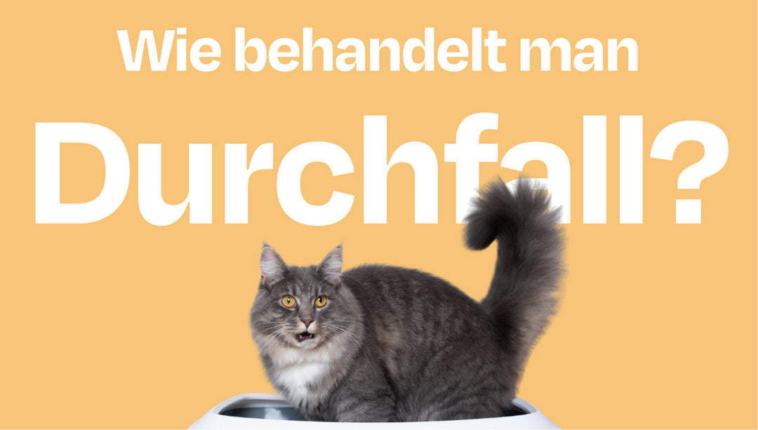 Was hilft gegen Durchfall bei Katzen? Von Behandlung bis Schonkost