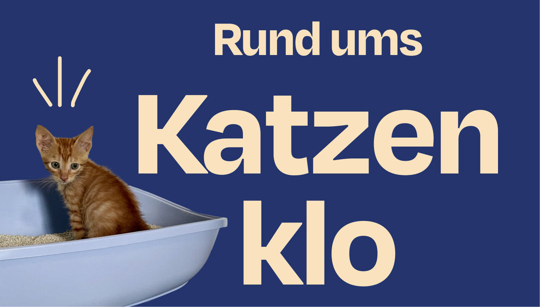 Katzenstreu & Katzenklo: Der große Guide für Katzeneltern