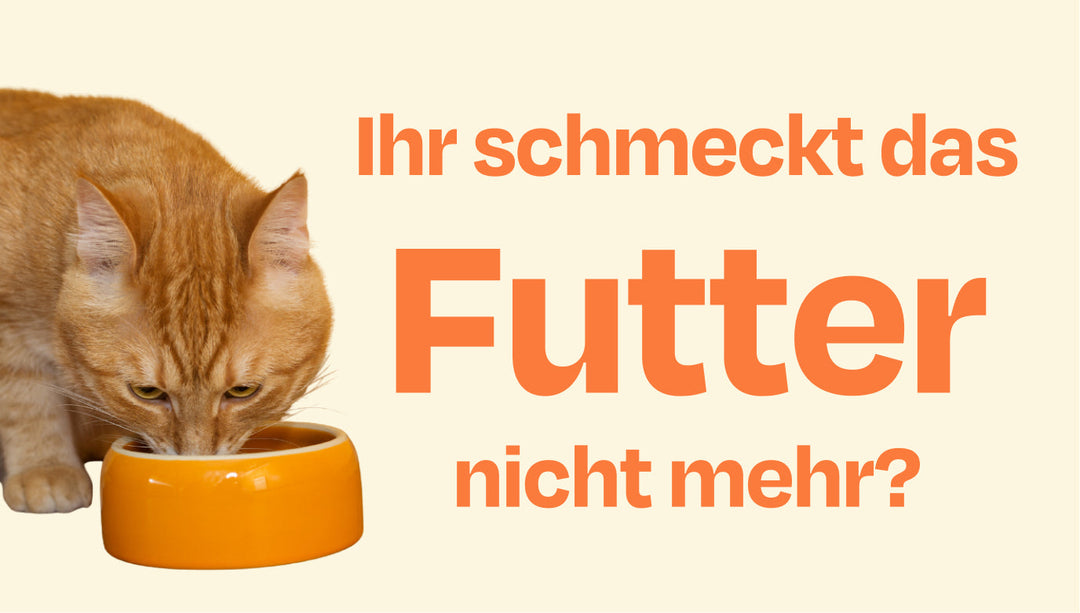 Warum schmeckt meiner Katze ihr Lieblingsfutter plötzlich nicht mehr? Was hilft?