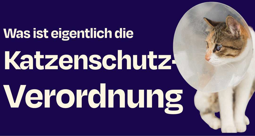 Katzenschutzverordnung in Hamburg - was du wissen musst!