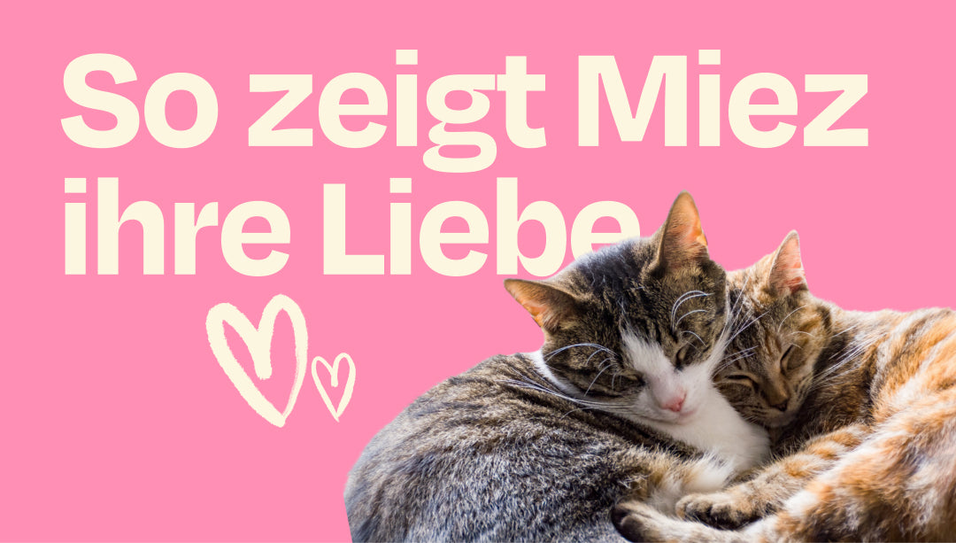 Wie zeigen Katzen ihre Liebe? 10 Zeichen, die du kennen solltest