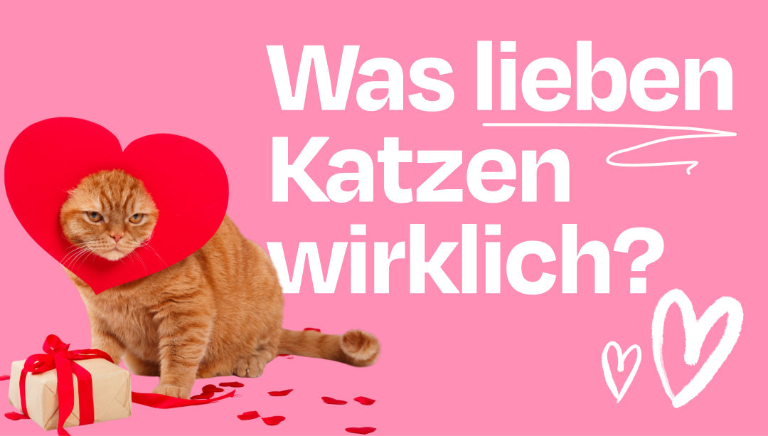 Diese 5 Dinge solltest du beachten, damit deine Katze dich liebt