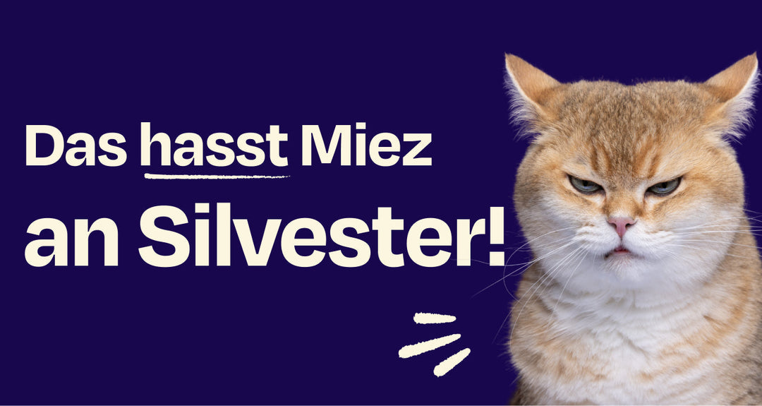 Diese Dinge HASSEN Katzen an Silvester