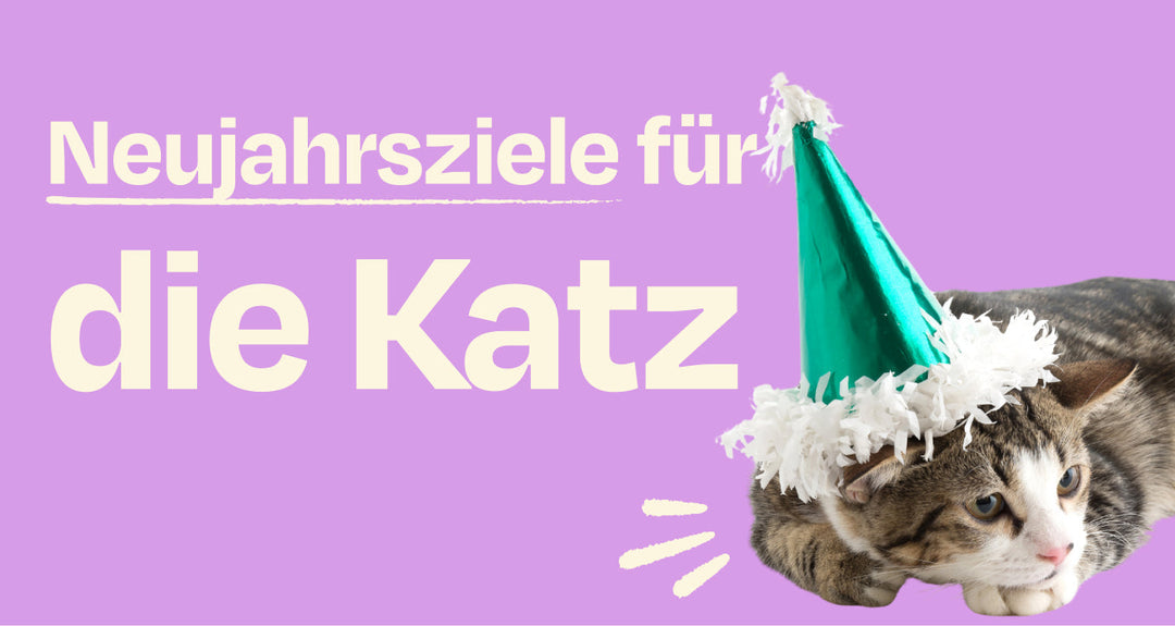 Neues Jahr, neue Gewohnheiten - Der ultimate Katzenguide
