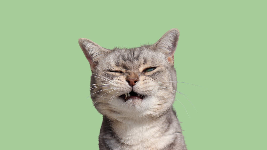 Warum hustet meine Katze?
