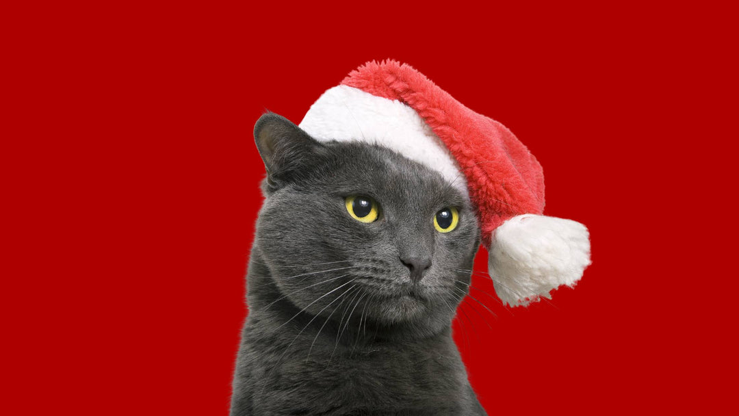 3 Dinge, die Katzen an Weihnachten hassen (und wie du sie wieder gut machen kannst!)