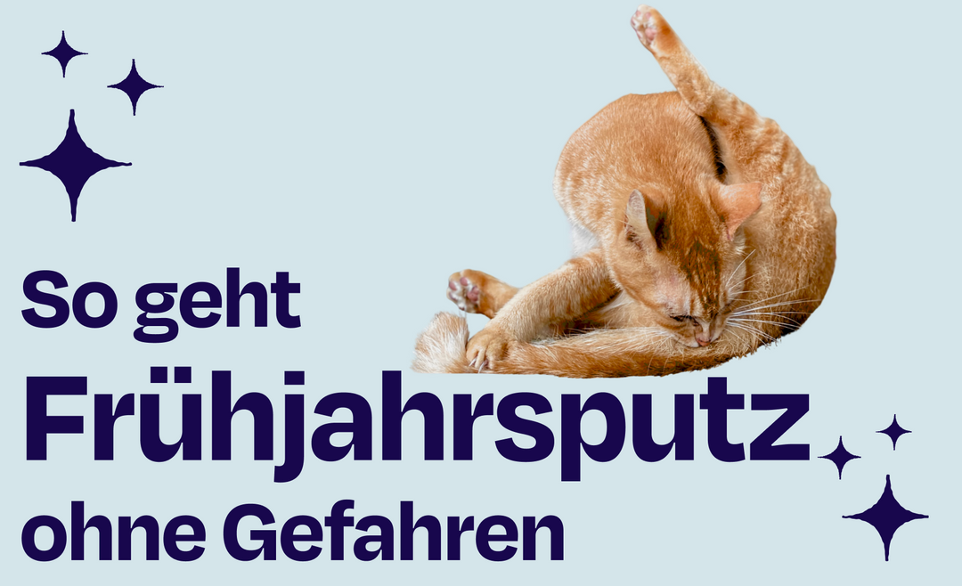 Frühlingsputz mit Katze: Die häufigsten Gefahren zuhause