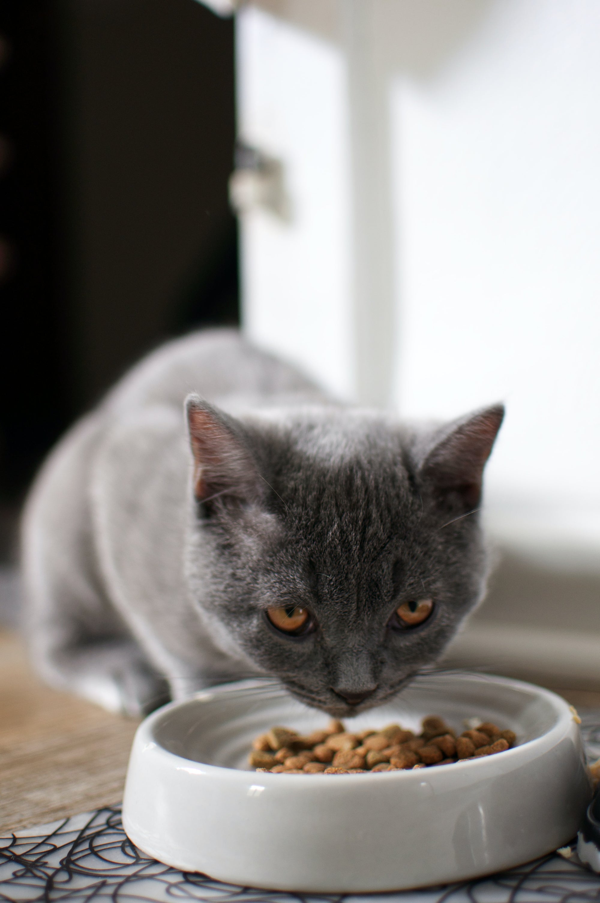 Omega Fatty Acids and their role in the diet of the cat