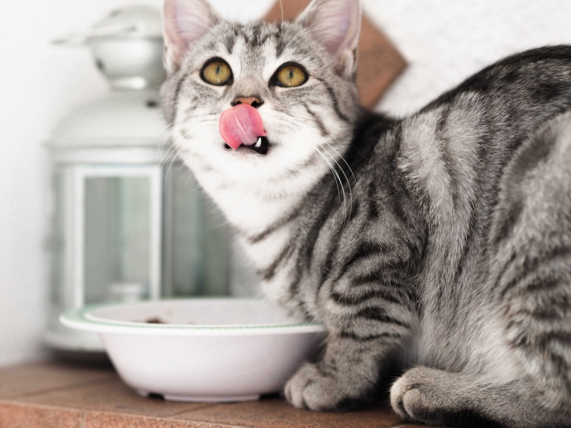 Prebiotics and the role they play in the diet of cats