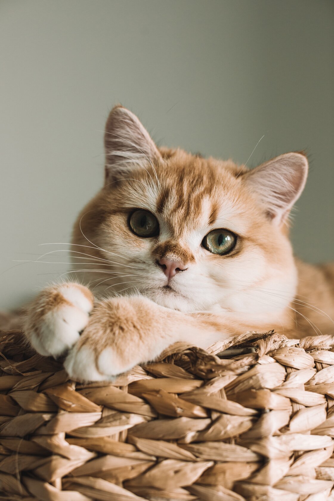 Fat and its role in the diet of cats