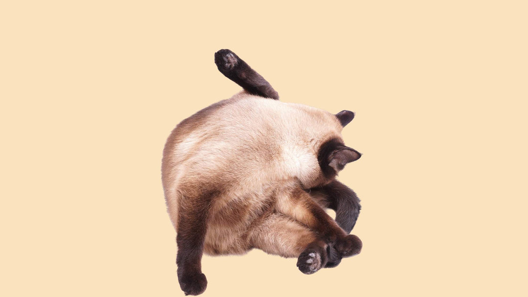 Katze leckt sich wund? So erkennst du es