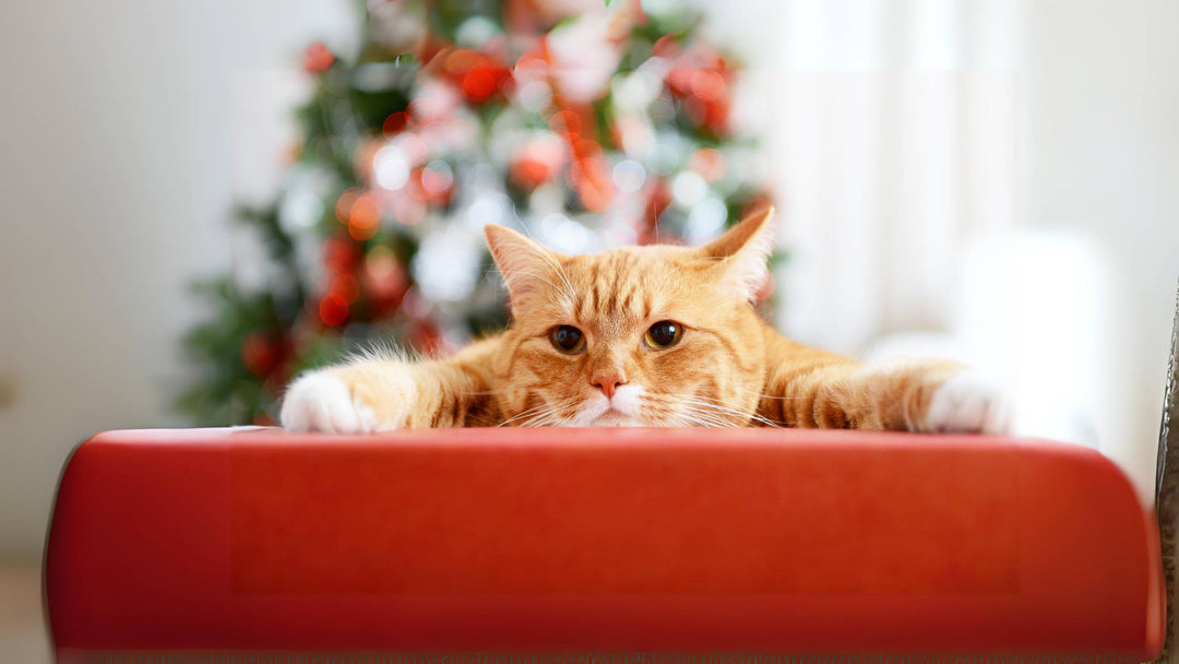 Miaunachts Magic: Dein DIY-Adventskalender für Katzen! 🐾🎄