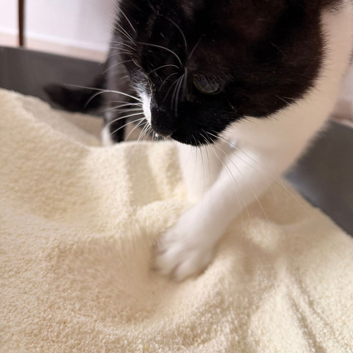 Holy Sh*t – Pflanzliche Katzenstreu