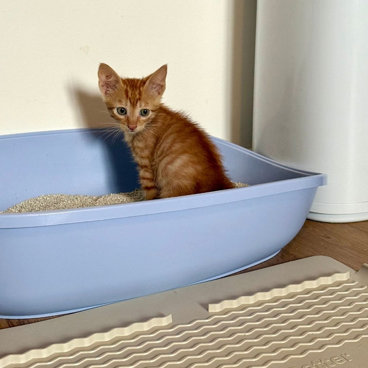 1 Monat Katzenstreu