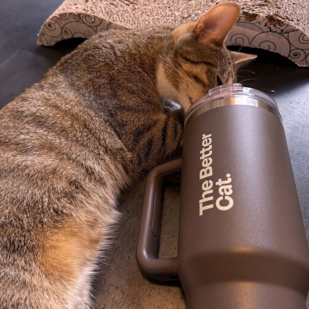 Das Halloween-Bundle inkl. GRATIS Thermo im Coffee-Farbe