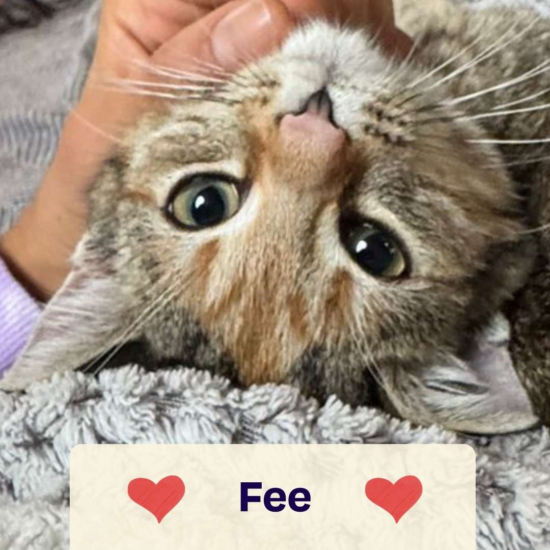 Catmas Spenden-Voucher – 10 € für Soul of Strays