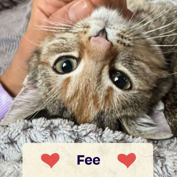 Catmas Spenden-Voucher – 10 € für Soul of Strays