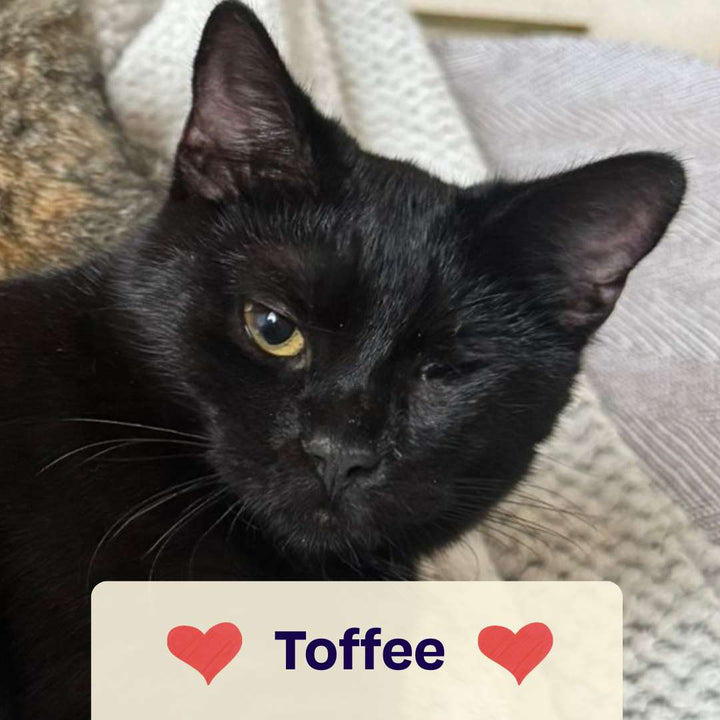 Catmas Spenden-Voucher – 10 € für Soul of Strays