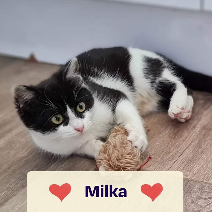 Oster Spenden-Voucher – 10 € für Soul of Strays