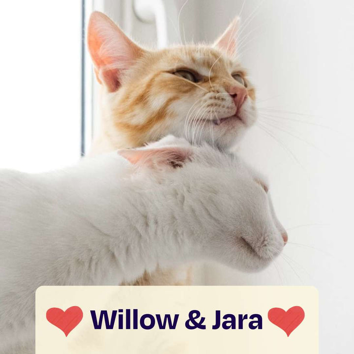 Catmas Spenden-Voucher – 10 € für Soul of Strays