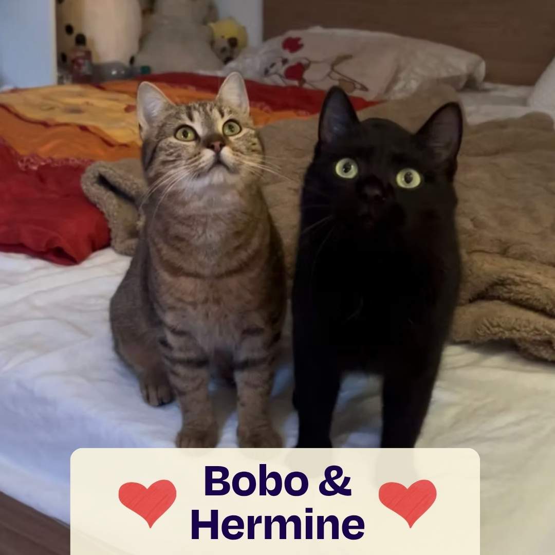 Oster Spenden-Voucher – 10 € für Soul of Strays