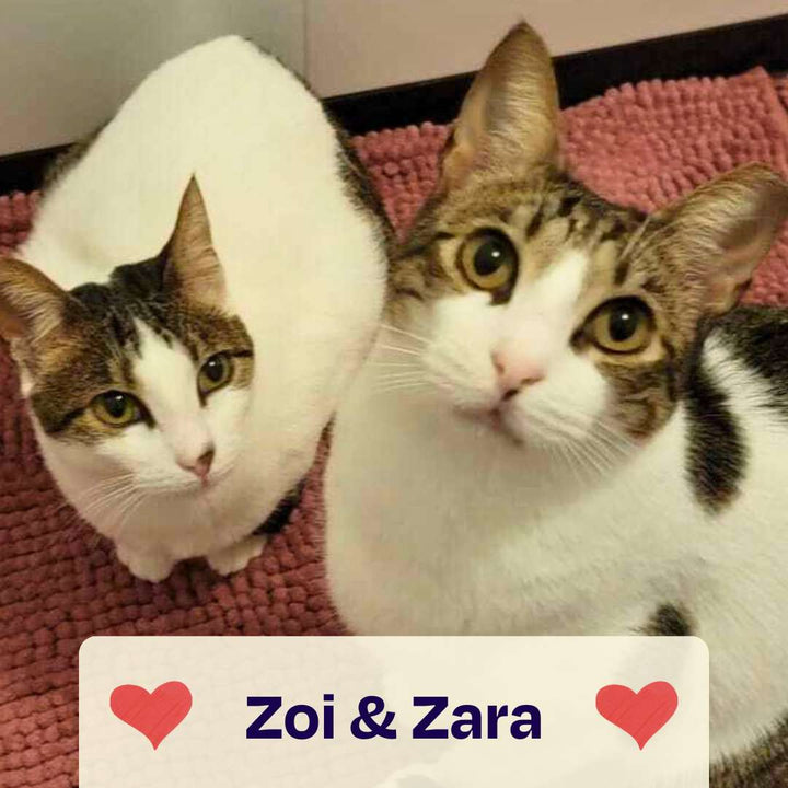 Catmas Spenden-Voucher – 10 € für Soul of Strays