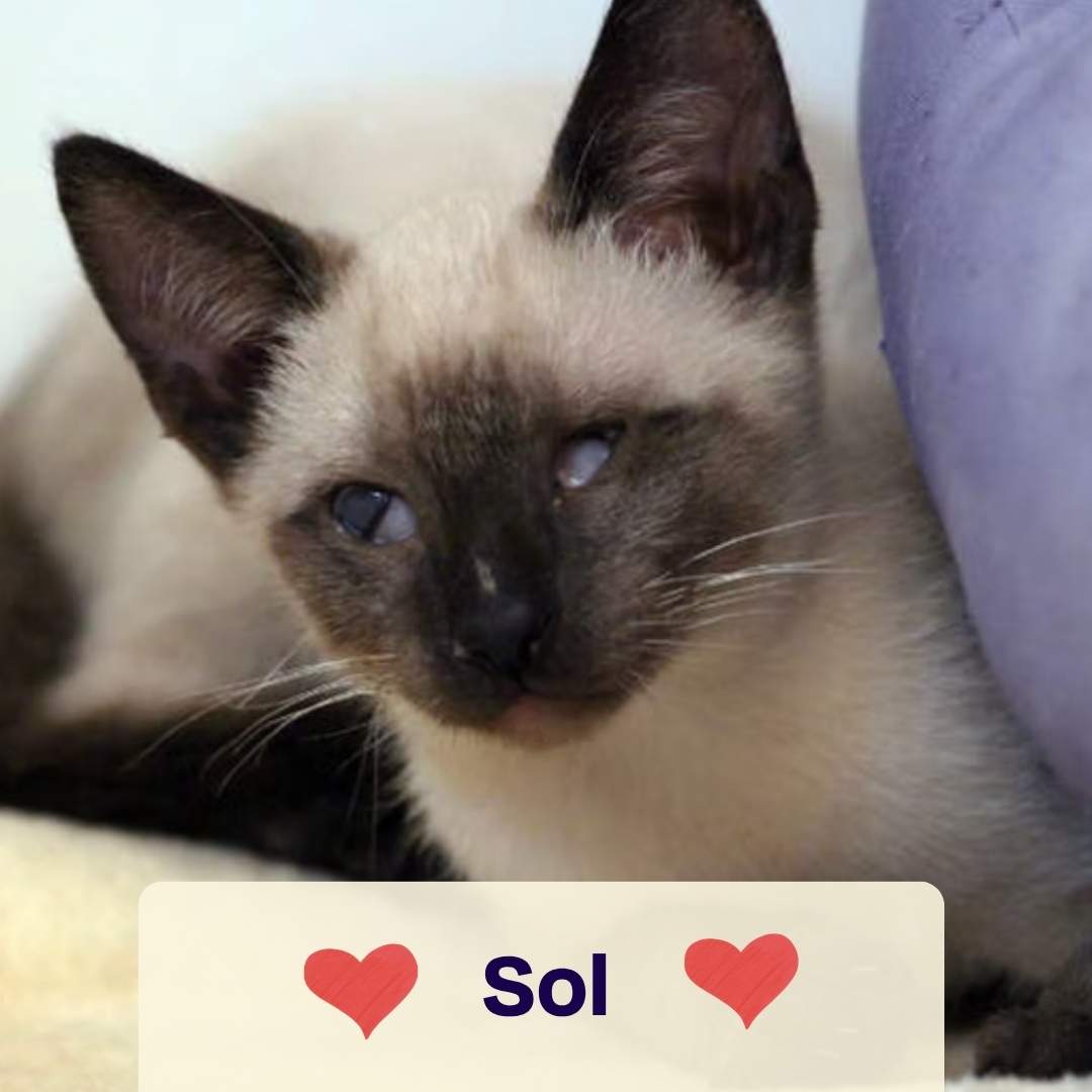 Oster Spenden-Voucher – 10 € für Soul of Strays