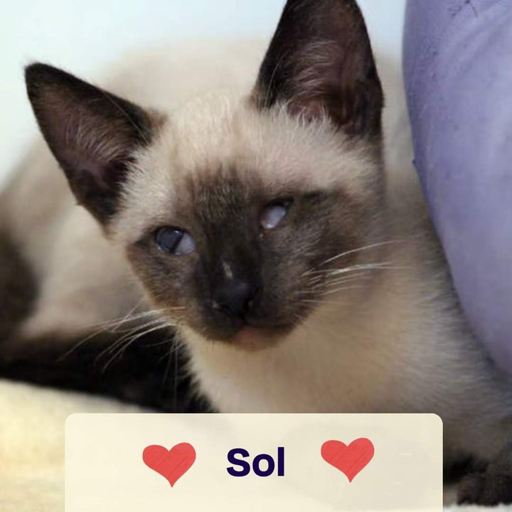 Oster Spenden-Voucher – 10 € für Soul of Strays