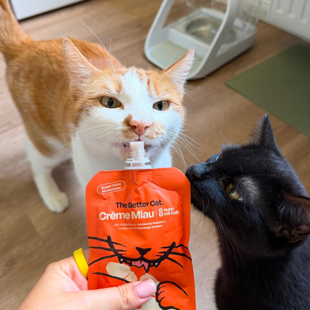 Crème Miau Schleck Snack