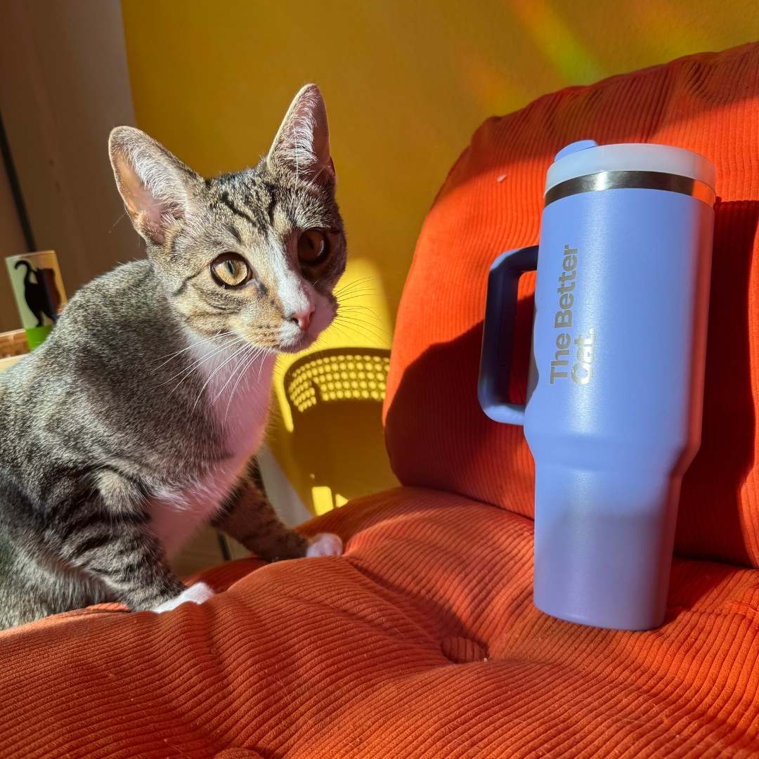 Catzarelove x TBC Summer Bundle inkl. Exklusiv-Merch