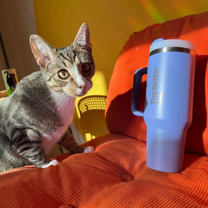 Catzarelove x TBC Summer Bundle inkl. Exklusiv-Merch